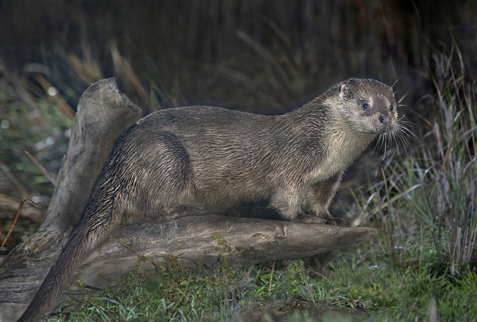 Кавказская выдра