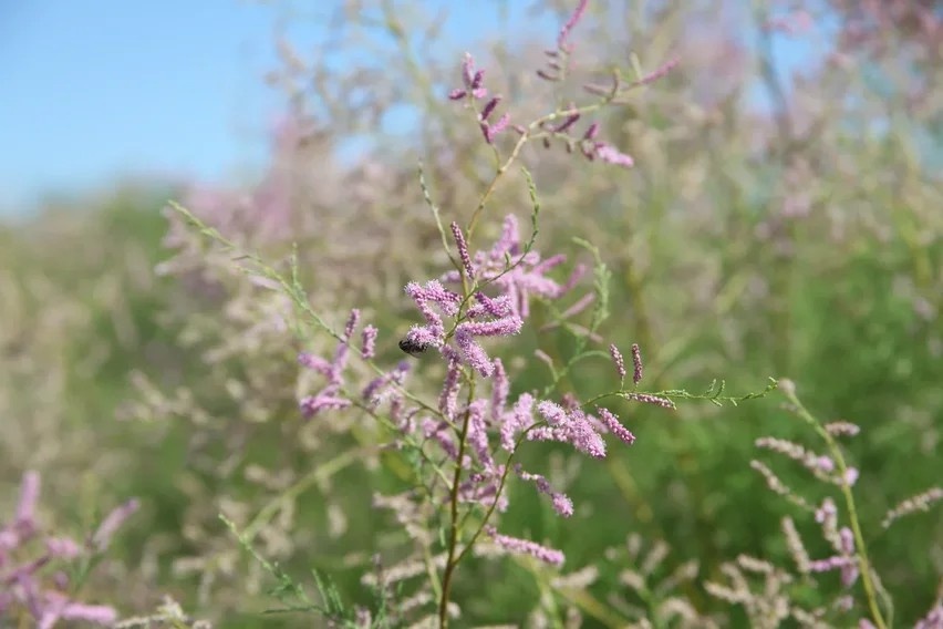 Весна в Аграхане