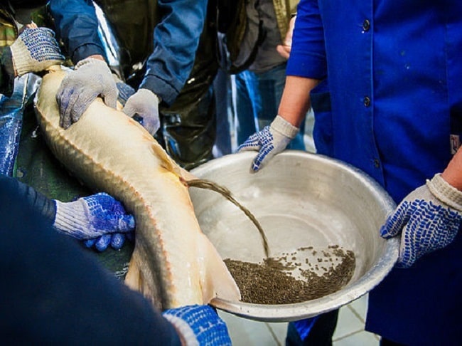 Способ добычи икры – «Дойка» осетров в ООРХ «Дагестанское»