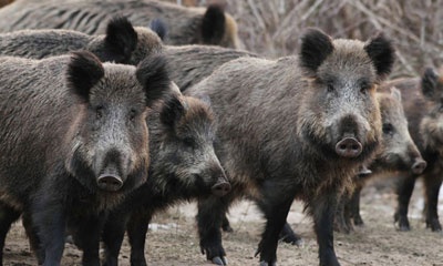 Охота на кабана с 1 июня по 28 (29) февраля 2025 г.