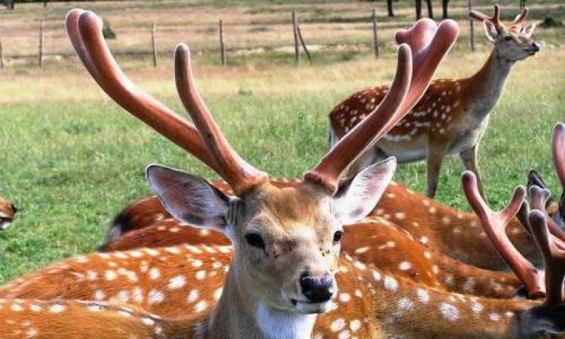 Оленья ферма: познавательная и интересная экскурсия для детей