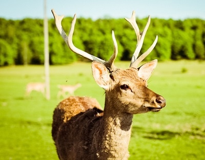 Оленья ферма в Дагестане