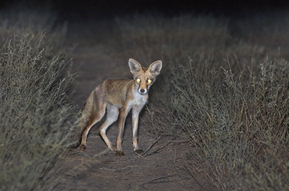 Степная лисица