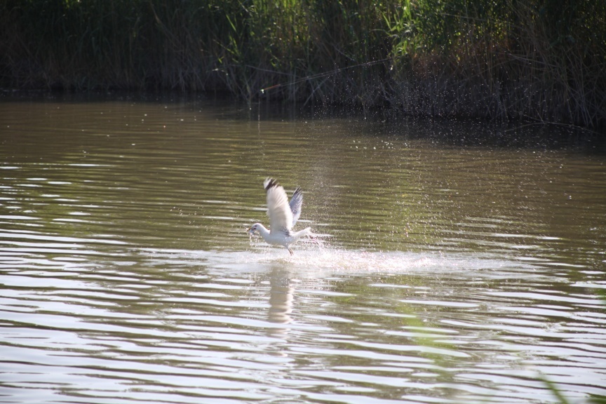 623db360e003b03b27df56eaf2ac6cd1