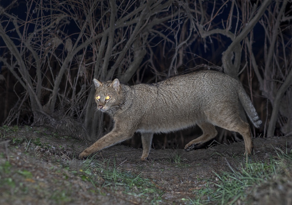 Камышовый кот