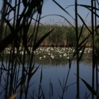 d497046dd3250443250c8a67cfeecb7b