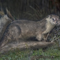 Кавказская выдра