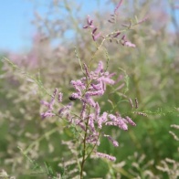 Весна в Аграхане