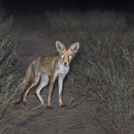 Степная лисица