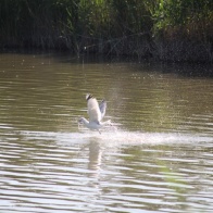 623db360e003b03b27df56eaf2ac6cd1