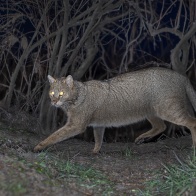 Камышовый кот